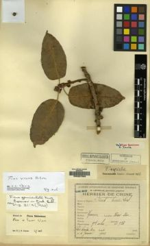 Type specimen at Edinburgh (E). Ten, Siméon: 733. Barcode: E00207968.