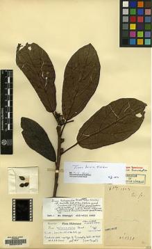 Type specimen at Edinburgh (E). Cavalerie, Pierre: 1351. Barcode: E00207974.