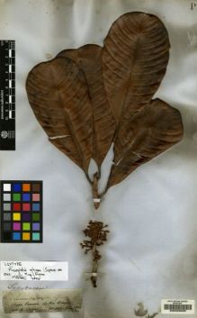Type specimen at Edinburgh (E). Spruce, Richard: 2735. Barcode: E00208025.