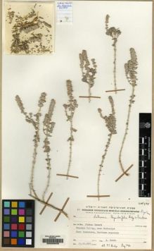 Type specimen at Edinburgh (E). Danin, Avinoam: . Barcode: E00208033.