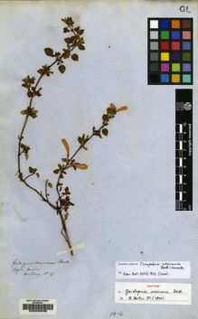 Type specimen at Edinburgh (E). Hartweg, Karl: 377. Barcode: E00208035.