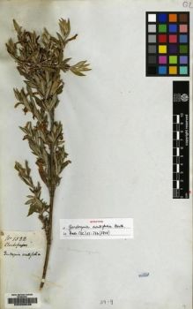 Type specimen at Edinburgh (E). Mathews, Andrew: 1522. Barcode: E00208036.