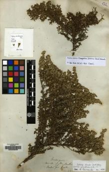 Type specimen at Edinburgh (E). Purdie, William: . Barcode: E00208039.