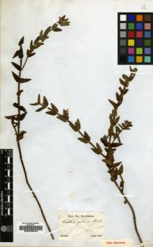 Type specimen at Edinburgh (E). Sellow, Friedrich: . Barcode: E00208044.