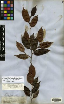 Type specimen at Edinburgh (E). Spruce, Richard: 1917. Barcode: E00208056.