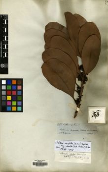 Type specimen at Edinburgh (E). Spruce, Richard: 3331. Barcode: E00208057.