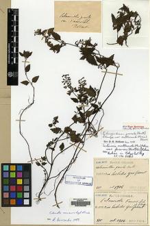 Type specimen at Edinburgh (E). Faurie, Urbain: 810. Barcode: E00208060.