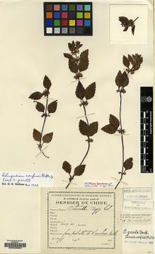 Type specimen at Edinburgh (E). d'Argy, Charles: . Barcode: E00208064.