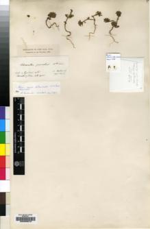Type specimen at Edinburgh (E). Von Heldreich, Theodor: . Barcode: E00208073.