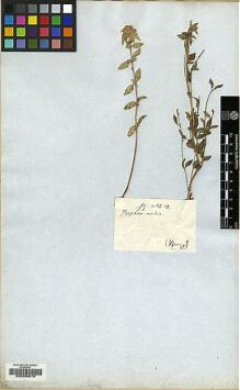 Type specimen at Edinburgh (E). Bunge, A.: . Barcode: E00208078.