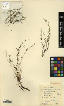 Type specimen at Edinburgh (E). Davis, Peter: 13422. Barcode: E00208097.
