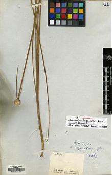 Type specimen at Edinburgh (E). Schomburgk, Robert: 233. Barcode: E00208141.