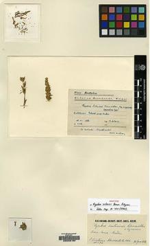 Type specimen at Edinburgh (E). Sintenis, Paul: 1176. Barcode: E00208180.