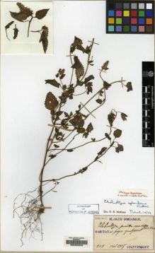 Type specimen at Edinburgh (E). Taquet, Emile: 249. Barcode: E00208340.