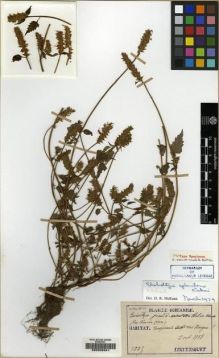 Type specimen at Edinburgh (E). Taquet, Emile: 1225. Barcode: E00208341.