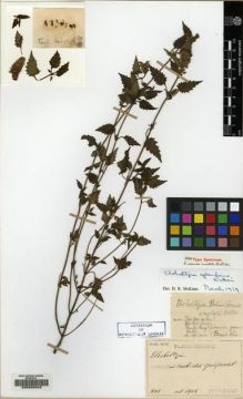 Type specimen at Edinburgh (E). Faurie, Urbain: 801. Barcode: E00208342.