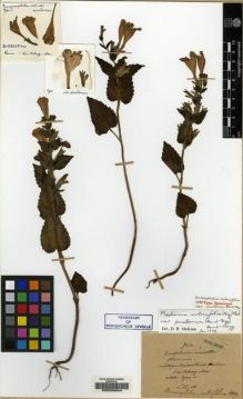 Type specimen at Edinburgh (E). Maire, Edouard-Ernest: . Barcode: E00208344.