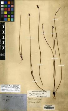 Type specimen at Edinburgh (E). Brown, Robert: 2589. Barcode: E00208675.