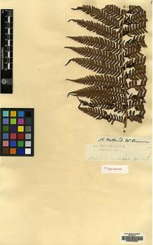 Type specimen at Edinburgh (E). Brown, Robert: 94. Barcode: E00208891.