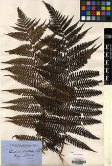 Type specimen at Edinburgh (E). Brown, Robert: 94. Barcode: E00208893.