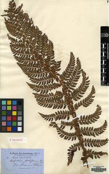 Type specimen at Edinburgh (E). Brown, Robert: . Barcode: E00208898.