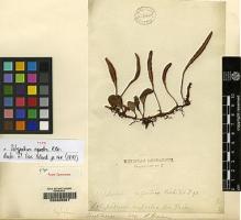 Type specimen at Edinburgh (E). Brown, Robert: 8. Barcode: E00208901.