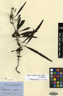 Type specimen at Edinburgh (E). Brown, Robert: . Barcode: E00208906.