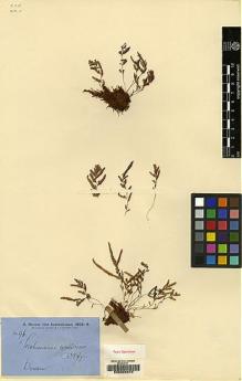 Type specimen at Edinburgh (E). Brown, Robert: 96. Barcode: E00208910.