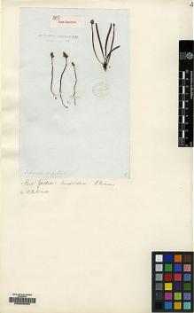 Type specimen at Edinburgh (E). Brown, Robert: 112. Barcode: E00208934.