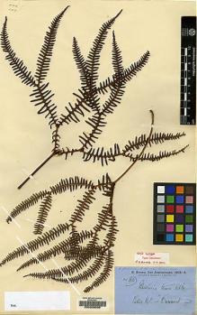 Type specimen at Edinburgh (E). Brown, Robert: 110. Barcode: E00208936.