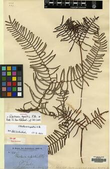 Type specimen at Edinburgh (E). Brown, Robert: 104. Barcode: E00208937.