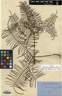 Type specimen at Edinburgh (E). Brown, Robert: 107. Barcode: E00208939.