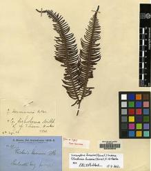 Type specimen at Edinburgh (E). Brown, Robert: 111. Barcode: E00208940.