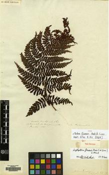 Type specimen at Edinburgh (E). Fraser, Charles: . Barcode: E00208944.