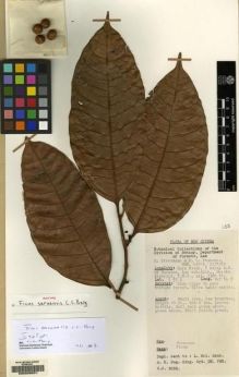 Type specimen at Edinburgh (E). Streimann, Heinar: 45010. Barcode: E00209001.