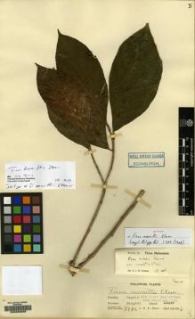 Type specimen at Edinburgh (E). Elmer, Adolph: 8986. Barcode: E00209005.