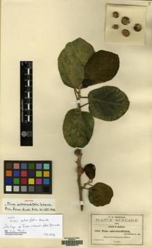 Type specimen at Edinburgh (E). Pringle, Cyrus: 8931. Barcode: E00209015.