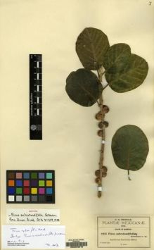 Type specimen at Edinburgh (E). Pringle, Cyrus: 8931. Barcode: E00209016.
