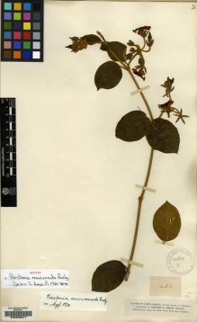 Type specimen at Edinburgh (E). Smith, Herbert: 1656. Barcode: E00209071.