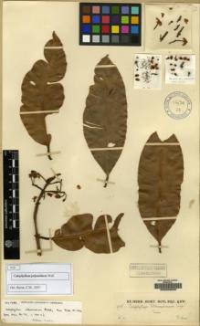 Type specimen at Edinburgh (E). Kerr, Arthur: 5038. Barcode: E00209520.