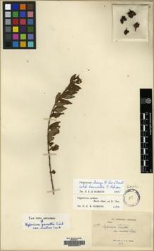 Type specimen at Edinburgh (E). Kerr, Arthur: 5188. Barcode: E00209541.