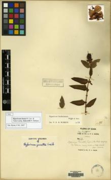 Type specimen at Edinburgh (E). Kerr, Arthur: 67. Barcode: E00209544.