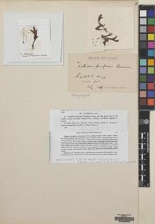 Type specimen at Edinburgh (E). Dr G. King's Collector: . Barcode: E00209665.