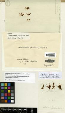 Type specimen at Edinburgh (E). Humboldt, Friedrich; Bonpland, Aime: . Barcode: E00209732.
