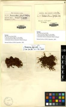 Type specimen at Edinburgh (E). Spruce, Richard: 110C. Barcode: E00209736.
