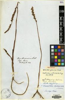 Type specimen at Edinburgh (E). Hartweg, Karl: 224. Barcode: E00209924.