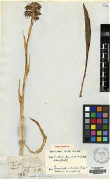 Type specimen at Edinburgh (E). Mathews, Andrew: 1065. Barcode: E00209927.