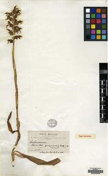 Type specimen at Edinburgh (E). Bang, Miguel: 451. Barcode: E00209928.