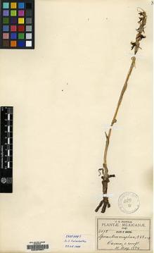 Type specimen at Edinburgh (E). Pringle, Cyrus: 4682. Barcode: E00209961.