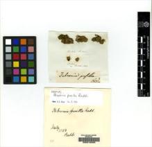 Type specimen at Edinburgh (E). Raddi, Giuseppe: . Barcode: E00210200.